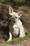 BOULEDOGUE FRANCAIS 551